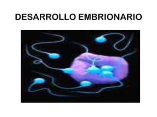 DESARROLLO EMBRIONARIO

 