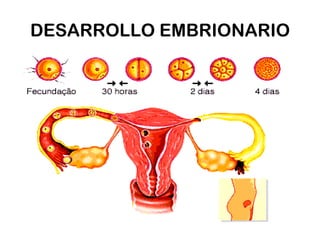 DESARROLLO EMBRIONARIO

 