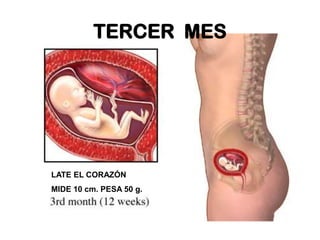 TERCER MES

LATE EL CORAZÓN
MIDE 10 cm. PESA 50 g.

 