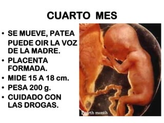 CUARTO MES
• SE MUEVE, PATEA
PUEDE OIR LA VOZ
DE LA MADRE.
• PLACENTA
FORMADA.
• MIDE 15 A 18 cm.
• PESA 200 g.
• CUIDADO CON
LAS DROGAS.

 