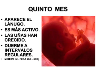 QUINTO MES
• APARECE EL
LÁNUGO.
• ES MÁS ACTIVO.
• LAS UÑAS HAN
CRECIDO.
• DUERME A
INTERVALOS
REGULARES.
•

MIDE 20 cm. PESA 250 – 500g

 