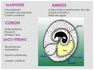 Desarrollo embrionario | PPT