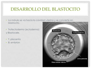 Desarrollo embrionario | PPTX | Pregnancy | Reproductive Health