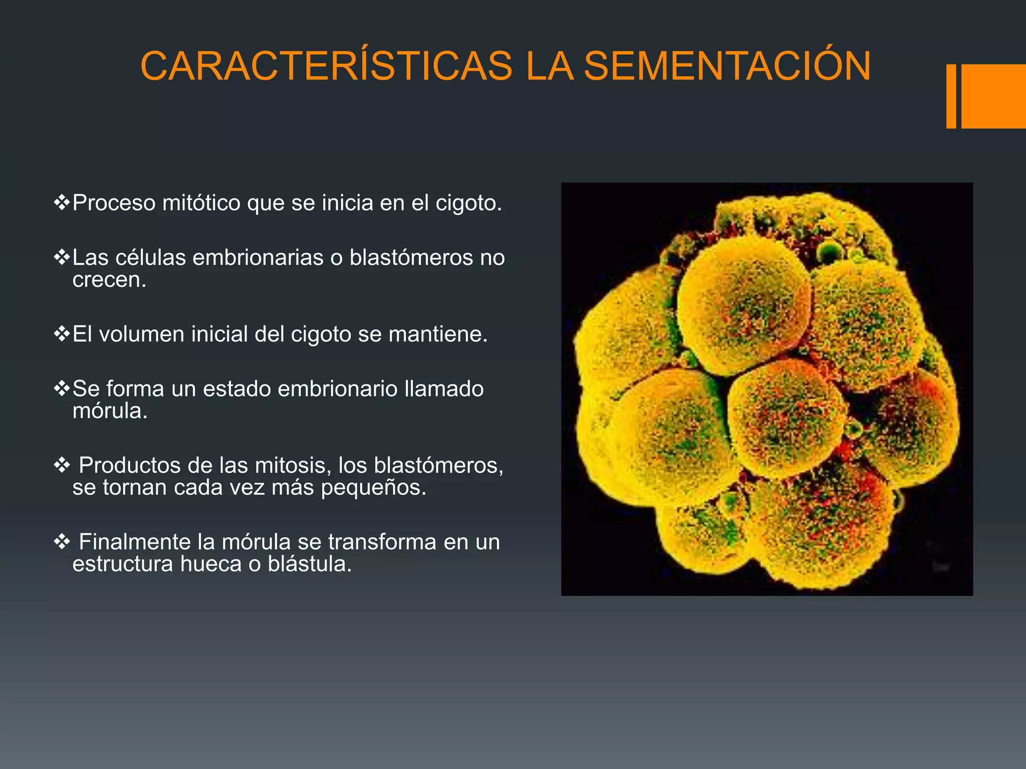 Desarrollo embrionario | PPTX