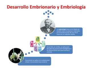 Desarrollo Embrionario y Embriología
Crecimiento se aplica a la multiplicación
celular o incremento masa corporal
Desarrollo, en cambio, se aplica para
describir los procesos de morfogénesis y
de diferenciación que experimenta el
embrión
La embriología tiene como objeto de
estudio todos los procesos implicados
en la transformación de una célula
huevo en un individuo adulto,
 