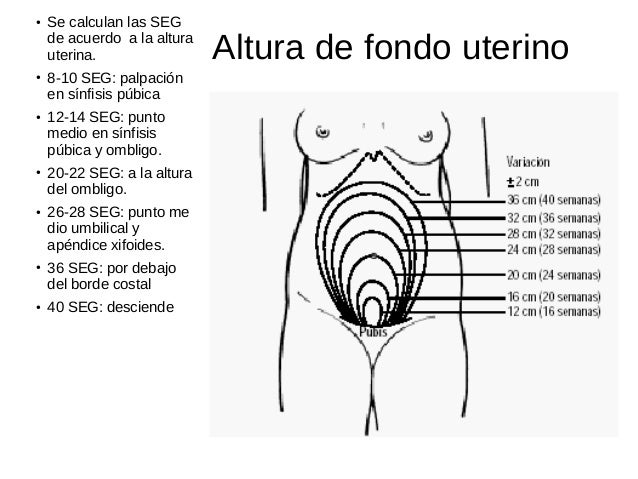 desarrollo embrionario+bibliografía