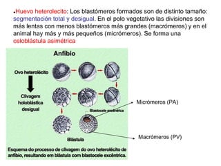 ●Huevo heterolecito: Los blastómeros formados son de distinto tamaño:
segmentación total y desigual. En el polo vegetativo las divisiones son
más lentas con menos blastómeros más grandes (macrómeros) y en el
animal hay más y más pequeños (micrómeros). Se forma una
celoblástula asimétrica
Macrómeros (PV)
Micrómeros (PA)
 