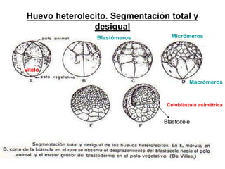 Huevo heterolecito. Segmentación total y
desigual
Celoblástula asimétrica
Blastocele
vitelo
MicrómerosBlastómeros
Macrómeros
 