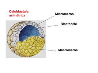 Celoblástula
asimétrica
Blastocele
Micrómeros
Macrómeros
 