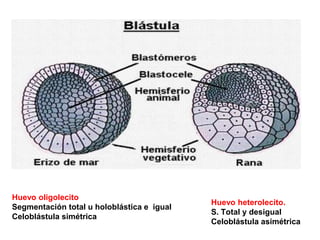 Huevo oligolecito
Segmentación total u holoblástica e igual
Celoblástula simétrica
Huevo heterolecito.
S. Total y desigual
Celoblástula asimétrica
 