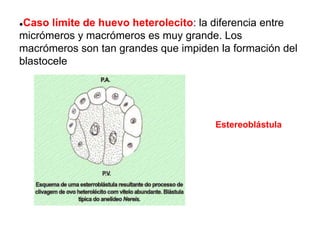 ●Caso límite de huevo heterolecito: la diferencia entre
micrómeros y macrómeros es muy grande. Los
macrómeros son tan grandes que impiden la formación del
blastocele
Estereoblástula
 