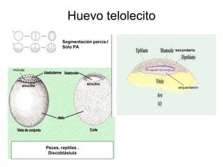 Huevo telolecito
sincitio
mórula
sincitio
Peces, reptiles .
Discoblástula
Segmentación parcia.l
Sólo PA
secundario
arquenteron
 