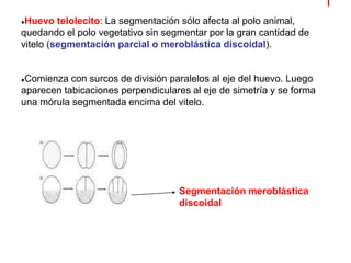 ●Huevo telolecito: La segmentación sólo afecta al polo animal,
quedando el polo vegetativo sin segmentar por la gran cantidad de
vitelo (segmentación parcial o meroblástica discoidal).
●Comienza con surcos de división paralelos al eje del huevo. Luego
aparecen tabicaciones perpendiculares al eje de simetría y se forma
una mórula segmentada encima del vitelo.
Segmentación meroblástica
discoidal
 