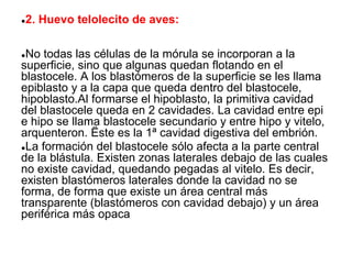 ●2. Huevo telolecito de aves:
●No todas las células de la mórula se incorporan a la
superficie, sino que algunas quedan flotando en el
blastocele. A los blastómeros de la superficie se les llama
epiblasto y a la capa que queda dentro del blastocele,
hipoblasto.Al formarse el hipoblasto, la primitiva cavidad
del blastocele queda en 2 cavidades. La cavidad entre epi
e hipo se llama blastocele secundario y entre hipo y vitelo,
arquenteron. Ëste es la 1ª cavidad digestiva del embrión.
●La formación del blastocele sólo afecta a la parte central
de la blástula. Existen zonas laterales debajo de las cuales
no existe cavidad, quedando pegadas al vitelo. Es decir,
existen blastómeros laterales donde la cavidad no se
forma, de forma que existe un área central más
transparente (blastómeros con cavidad debajo) y un área
periférica más opaca
 