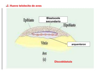 ●2. Huevo telolecito de aves
Blastocele
secundario
arquenteron
Discoblástula
 
