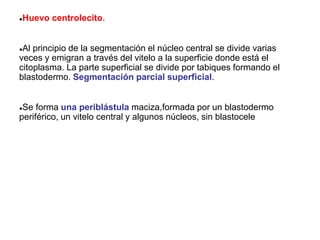 ●Huevo centrolecito.
●Al principio de la segmentación el núcleo central se divide varias
veces y emigran a través del vitelo a la superficie donde está el
citoplasma. La parte superficial se divide por tabiques formando el
blastodermo. Segmentación parcial superficial.
●Se forma una periblástula maciza,formada por un blastodermo
periférico, un vitelo central y algunos núcleos, sin blastocele
 