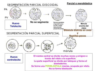 Huevo
Telolecito
PV
PA
Parcial o meroblástica
No se segmenta Surcos paralelos
al eje del huevo
en PA y luego
tabicaciones
perpendiculares
Mórula
encima del
vitelo
El núcleo central se divide muchas veces y emigran a
través del vitelo a la superficie.
La parte superficial se divide por tabiques y forma el
blastodermo.
Se forma una PERIBLÁSTULA maciza, ocupada por vitelo.
No se forma blastocele
Blástula distinta en aves
y
Reptiles-peces
Huevo
centrolecito
 