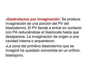 ●Gastrulacion por invaginación: Se produce
invaginación de una porción del PV del
blastodermo. El PV tiende a entrar en contacto
con PA reduciéndose el blastocele hasta que
desaparece. La invaginación da origen a una
cavidad interna o arquenteron.
●La zona del primitivo blastodermo que se
invaginó ha quedado convertida en un orificio:
blastoporo.
 