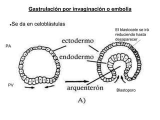 Gastrulación por invaginación o embolia
●Se da en celoblástulas
PV
PA
El blastocele se irá
reduciendo hasta
desaparecer
Blastoporo
 