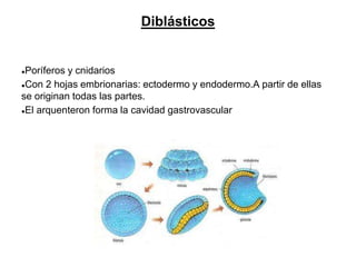 Diblásticos
●Poríferos y cnidarios
●Con 2 hojas embrionarias: ectodermo y endodermo.A partir de ellas
se originan todas las partes.
●El arquenteron forma la cavidad gastrovascular
 