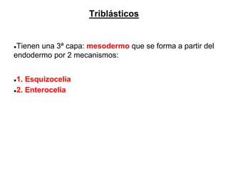 Triblásticos
●Tienen una 3ª capa: mesodermo que se forma a partir del
endodermo por 2 mecanismos:
●1. Esquizocelia
●2. Enterocelia
 