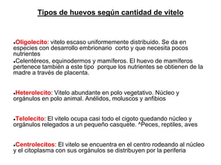 Tipos de huevos según cantidad de vitelo
●Oligolecito: vitelo escaso uniformemente distribuido. Se da en
especies con desarrollo embrionario corto y que necesita pocos
nutrientes
●Celentéreos, equinodermos y mamíferos. El huevo de mamíferos
pertenece también a este tipo porque los nutrientes se obtienen de la
madre a través de placenta.
●Heterolecito: Vitelo abundante en polo vegetativo. Núcleo y
orgánulos en polo animal. Anélidos, moluscos y anfibios
●Telolecito: El vitelo ocupa casi todo el cigoto quedando núcleo y
orgánulos relegados a un pequeño casquete. ^Peces, reptiles, aves
●Centrolecitos: El vitelo se encuentra en el centro rodeando al núcleo
y el citoplasma con sus orgánulos se distribuyen por la periferia
 
