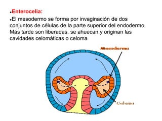●Enterocelia:
●El mesodermo se forma por invaginación de dos
conjuntos de células de la parte superior del endodermo.
Más tarde son liberadas, se ahuecan y originan las
cavidades celomáticas o celoma
 