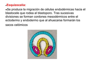 ●Esquizocelia:
●Se produce la migración de células endodérmicas hacia el
blastocele que rodea al blastoporo. Tras sucesivas
divisiones se forman cordones mesodérmicos entre el
ectodermo y endodermo que al ahuecarse formarán los
sacos celómicos
 
