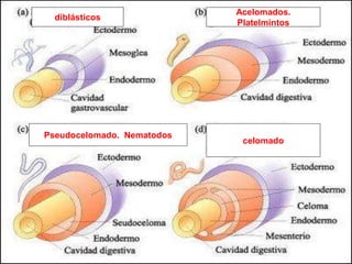 diblásticosdiblásticos
Acelomados.
Platelmintos
Pseudocelomado. Nematodos
celomado
 