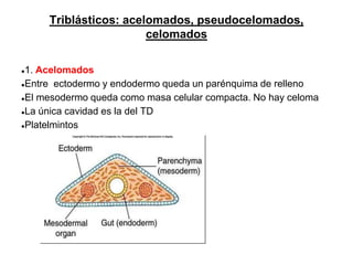 Triblásticos: acelomados, pseudocelomados,
celomados
●1. Acelomados
●Entre ectodermo y endodermo queda un parénquima de relleno
●El mesodermo queda como masa celular compacta. No hay celoma
●La única cavidad es la del TD
●Platelmintos
 