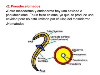 ●2. Pseudocelomados
●Entre mesodermo y endodermo hay una cavidad o
pseudoceloma. Es un falso celoma, ya que se produce una
cavidad pero no está limitada por células del mesodermo
●Nematodos
 