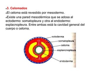 ●3. Celomados
●El celoma está revestido por mesodermo.
●Existe una pared mesodérmica que se adosa al
ectodermo: somatopleura y otra al endodermo:
esplacnopleura. Entre ambas está la cavidad general del
cuerpo o celoma.
 