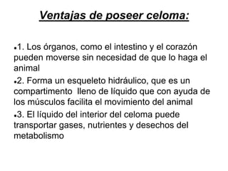 Ventajas de poseer celoma:
●1. Los órganos, como el intestino y el corazón
pueden moverse sin necesidad de que lo haga el
animal
●2. Forma un esqueleto hidráulico, que es un
compartimento lleno de líquido que con ayuda de
los músculos facilita el movimiento del animal
●3. El líquido del interior del celoma puede
transportar gases, nutrientes y desechos del
metabolismo
 