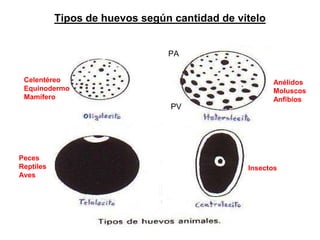 Tipos de huevos según cantidad de vitelo
Celentéreo
Equinodermo
Mamífero
Anélidos
Moluscos
Anfibios
Peces
Reptiles
Aves
Insectos
PV
PA
 
