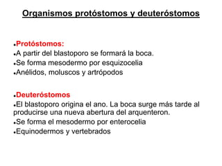 Organismos protóstomos y deuteróstomos
●Protóstomos:
●A partir del blastoporo se formará la boca.
●Se forma mesodermo por esquizocelia
●Anélidos, moluscos y artrópodos
●Deuteróstomos
●El blastoporo origina el ano. La boca surge más tarde al
producirse una nueva abertura del arquenteron.
●Se forma el mesodermo por enterocelia
●Equinodermos y vertebrados
 
