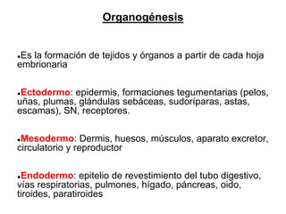 Organogénesis
●Es la formación de tejidos y órganos a partir de cada hoja
embrionaria
●Ectodermo: epidermis, formaciones tegumentarias (pelos,
uñas, plumas, glándulas sebáceas, sudoríparas, astas,
escamas), SN, receptores.
●Mesodermo: Dermis, huesos, músculos, aparato excretor,
circulatorio y reproductor
●Endodermo: epitelio de revestimiento del tubo digestivo,
vías respiratorias, pulmones, hígado, páncreas, oido,
tiroides, paratiroides
 