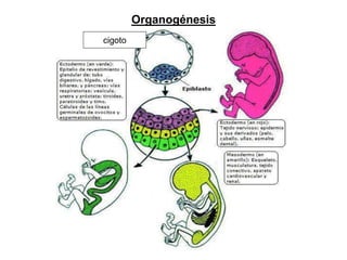Organogénesis
cigoto
 