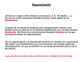 Segmentación
●El huevo o cigoto sufre mitosis sucesivas (2, 4, 8, 16 células…) y
forma una masa compacta llamada mórula. Cada célula es un
blastómero.
●A partir de la mórula se produce una reorganización celular y los
blastómeros se colocan en la periferia delimitando una cavidad central:
blastocele. Se forma así una estructura llamada blástula con la que
concluye la etapa de segmentación.
●En la segmentación, el tamaño del embrión no cambia con respecto al
del cigoto. Los blastómeros q se van formando van siendo cada vez
más pequeños, ya que el embrión no aumenta de tamaño pero sí el nº
de células
●Las células se dividen más cuanta menor cantidad de vitelo haya
 