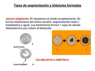Tipos de segmentación y blástulas formadas
●Huevo oligolecito: El citoplasma se divide completamente. Se
forman blastómeros del mismo tamaño :segmentación total u
holobástica e igual. Los blastómeros forman 1 capa de células
(blastodermo) que rodean al blastocele
CELOBLÁSTULA SIMÉTRICA
 