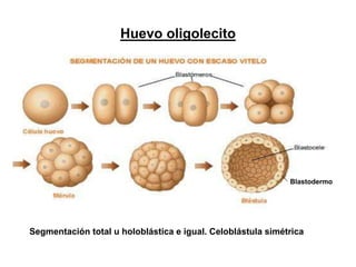 Huevo oligolecito
Segmentación total u holoblástica e igual. Celoblástula simétrica
Blastodermo
 