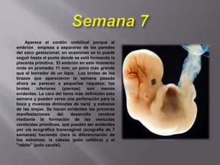Aparece el cordón umbilical porque el
embrión empieza a separarse de las paredes
del saco gestacional; en ocasiones se lo puede
seguir hasta el punto donde se está formando la
placenta primitiva. El embrión en este momento
mide en promedio 11 mm; un poco más grande
que el borrador de un lápiz. Los brotes de los
brazos que aparecieron la semana pasada
ahora se parecen a pequeñas raquetas; los
brotes inferiores (piernas) son menos
evidentes. La cara del toma más definición esta
semana y pueden verse una perforación para la
boca y muescas diminutas de nariz y esbozos
de las orejas. Se hacen evidentes las primeras
manifestaciones del desarrollo cerebral
mediante la formación de las vesículas
cerebrales primitivas, que pueden ser evidentes
por vía ecográfica transvaginal (ecografía de 7
semanas) haciendo clara la diferenciación de
los extremos: la cabeza (polo cefálico) y el
"rabito" (polo caudal).
 