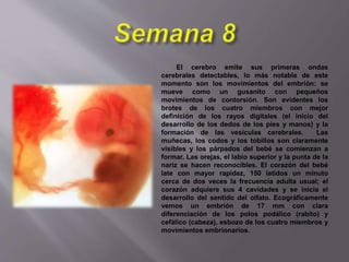 El cerebro emite sus primeras ondas
cerebrales detectables, lo más notable de este
momento son los movimientos del embrión: se
mueve como un gusanito con pequeños
movimientos de contorsión. Son evidentes los
brotes de los cuatro miembros con mejor
definición de los rayos digitales (el inicio del
desarrollo de los dedos de los pies y manos) y la
formación de las vesículas cerebrales. Las
muñecas, los codos y los tobillos son claramente
visibles y los párpados del bebé se comienzan a
formar. Las orejas, el labio superior y la punta de la
nariz se hacen reconocibles. El corazón del bebé
late con mayor rapidez, 150 latidos un minuto
cerca de dos veces la frecuencia adulta usual; el
corazón adquiere sus 4 cavidades y se inicia el
desarrollo del sentido del olfato. Ecográficamente
vemos un embrión de 17 mm con clara
diferenciación de los polos podálico (rabito) y
cefálico (cabeza), esbozo de los cuatro miembros y
movimientos embrionarios.
 