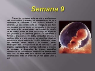 El embrión comienza a alargarse y el abultamiento
del polo cefálico (cabeza) y el alongamiento de los 4
miembros le comienza a dar aspecto humano al
embrión. La cola embrionaria se encoge, lo que hace
que parezca menos como un renacuajo y más como
una persona. La cabeza que es casi la mitad del tamaño
de su cuerpo ahora se mete hacia abajo en el pecho.
Los pezones y los folículos pilosos se comienzan a
formar. . El páncreas del bebé, conductos biliares, la
vesícula biliar y el ano están en su lugar; los intestinos
empiezan a migrar dentro del cordón umbilical a través
del ombligo, dando origen a la llamada "hernia
fisiológica" que desaparecerá en la semana 11. Los
órganos reproductores internos, testículos u ovarios,
se empiezan a desarrollar. La imagen ecográfica
comienza a ser más definida (ecografía de 9 semanas) y
cada vez se hace más fácil detallar las estructuras
embrionarias Mide en promedio 24 mm (pesa unos 2
gr).
 