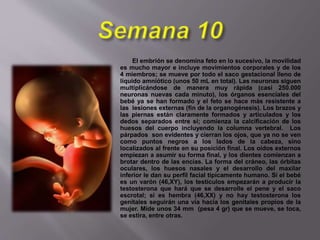 El embrión se denomina feto en lo sucesivo, la movilidad
es mucho mayor e incluye movimientos corporales y de los
4 miembros; se mueve por todo el saco gestacional lleno de
líquido amniótico (unos 50 mL en total). Las neuronas siguen
multiplicándose de manera muy rápida (casi 250.000
neuronas nuevas cada minuto), los órganos esenciales del
bebé ya se han formado y el feto se hace más resistente a
las lesiones externas (fin de la organogénesis). Los brazos y
las piernas están claramente formados y articulados y los
dedos separados entre si; comienza la calcificación de los
huesos del cuerpo incluyendo la columna vertebral. Los
párpados son evidentes y cierran los ojos, que ya no se ven
como puntos negros a los lados de la cabeza, sino
localizados al frente en su posición final. Los oídos externos
empiezan a asumir su forma final, y los dientes comienzan a
brotar dentro de las encías. La forma del cráneo, las órbitas
oculares, los huesos nasales y el desarrollo del maxilar
inferior le dan su perfil facial típicamente humano. Si el bebé
es un varón (46,XY), los testículos empezarán a producir la
testosterona que hará que se desarrolle el pene y el saco
escrotal; si es hembra (46,XX) y no hay testosterona los
genitales seguirán una vía hacia los genitales propios de la
mujer. Mide unos 34 mm (pesa 4 gr) que se mueve, se toca,
se estira, entre otras.
 