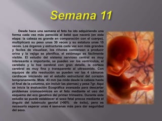 Desde hace una semana el feto ha ido adquiriendo una
forma cada vez más parecida al bebé que nacerá (en esta
etapa: la cabeza es grande en comparación con el cuerpo),
multiplicará su peso unas 30 veces y su estatura unas 15
veces. Los órganos y estructuras cada vez son más grandes
y fáciles de visualizar, los riñones comienzan a producir
orina y la vejiga se plenifica, el estómago es fácilmente
visible. El estudio del sistema nervioso central es muy
interesante e importante, se pueden ver los ventrículos, el
cerebelo y la hoz cerebral con gran detalle, la corteza
cerebral es muy fina y transparente al ultrasonido. Con
equipos de alta resolución se pueden ver las 4 cámaras
cardíacas iniciando así el estudio estructural del corazón
tempranamente. Mide 43 mm (se mide desde la cabeza hasta
el final de la columna, sin incluir las piernas) y pesa 7gr. Aquí
se inicia la evaluación Ecográfica avanzada para descartar
problemas cromosómicos en el feto mediante el uso del
esquema del eco genético del primer trimestre. Durante este
estudio se puede establecer el sexo fetal precoz mediante el
ángulo del tubérculo genital (>90% de éxito), pero es
necesario esperar unas 4 semanas más para dar seguridad
del sexo.
 