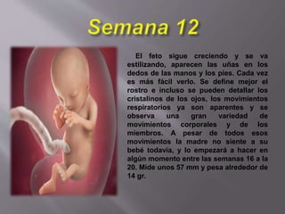 El feto sigue creciendo y se va
estilizando, aparecen las uñas en los
dedos de las manos y los pies. Cada vez
es más fácil verlo. Se define mejor el
rostro e incluso se pueden detallar los
cristalinos de los ojos, los movimientos
respiratorios ya son aparentes y se
observa una gran variedad de
movimientos corporales y de los
miembros. A pesar de todos esos
movimientos la madre no siente a su
bebé todavía, y lo empezará a hacer en
algún momento entre las semanas 16 a la
20. Mide unos 57 mm y pesa alrededor de
14 gr.
 
