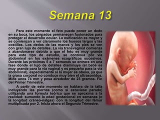 Para este momento el feto puede poner un dedo
en su boca, los párpados permanecen fusionados para
proteger el desarrollo ocular. La osificación es mayor y
se comienzan a ver claramente los huesos largos y las
costillas. Los dedos de las manos y los pies se ven
con gran lujo de detalles. La vía transvaginal comienza
a abandonarse debido a que el feto es muy grande
para este tipo de estudio, se continua por vía
abdominal en los exámenes ecográficos sucesivos.
Durante las próximas 5 a 7 semanas se entrara en una
fase donde el lujo de detalles disminuye (el bebé es
muy grande para la vía vaginal y es pequeño para la vía
abdominal), especialmente si la mujer es obesa, ya que
la grasa corporal no conduce muy bien el ultrasonidos.
Mide unos 74 mm y pesa alrededor de 23 gramos. Fin
del Primer Trimestre.
A partir de este momento se hablara de la talla
incluyendo las piernas (como si estuviese parado)
utilizando una formula teórica que se aproxima a la
realidad: sumando la edad gestacional en semanas (o
la longitud cráneo-nalgas) con la longitud del fémur
multiplicada por 2. Inicia ahora el Segundo Trimestre.
 