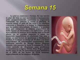 La piel se comienza a formar. En sus inicios
la piel del feto es casi inexistente y transparente
pero progresivamente comienza a engrosarse
cubriendo las arterias y venas y dándole el
aspecto usual; el pelo de las cejas y la cabellera
comienza a formarse y a tomar la pigmentación
que los padres determinen. El hueso y la médula
ósea que componen el sistema esquelético de
bebé siguen su desarrollo y la osificación que se
hizo notable la semana 14 es mucho más evidente
ahora; ya se pueden empezar a notar los
trastornos esqueléticos si existieren. Los ojos y
orejas ya casi tienen su apariencia y localización
finales. Si la mujer es menor de 35 años y no tiene
antecedentes de enfermedad cromosómica debe
realizarse estudio de Riesgo Sérico Materno
durante esta semana (y hasta la semana 21, 15-21)
como método de despistaje para problemas
cromosómicos y espina bífida. Pesa 70 gr y puede
medir unos 15 cm. Se determina el sexo definitivo
en el 100% de los bebés de 15-16 semanas,
especialmente en las mujeres delgadas.
 