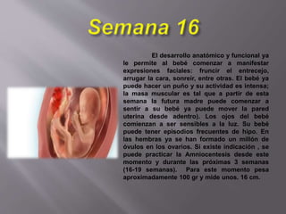 El desarrollo anatómico y funcional ya
le permite al bebé comenzar a manifestar
expresiones faciales: fruncir el entrecejo,
arrugar la cara, sonreír, entre otras. El bebé ya
puede hacer un puño y su actividad es intensa;
la masa muscular es tal que a partir de esta
semana la futura madre puede comenzar a
sentir a su bebé ya puede mover la pared
uterina desde adentro). Los ojos del bebé
comienzan a ser sensibles a la luz. Su bebé
puede tener episodios frecuentes de hipo. En
las hembras ya se han formado un millón de
óvulos en los ovarios. Si existe indicación , se
puede practicar la Amniocentesis desde este
momento y durante las próximas 3 semanas
(16-19 semanas). Para este momento pesa
aproximadamente 100 gr y mide unos. 16 cm.
 