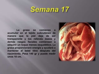 La grasa se comienza a
acumular en el tejido subcutáneo de
manera que la piel deja de ser
transparente y los relieves óseos y
demás rasgos faciales comienzan a
adquirir un toque menos esquelético. La
grasa proporcionará energía y ayudará a
mantener al bebé tibio después del
nacimiento. Pesa 140 gr y puede medir
unos 18 cm.
 